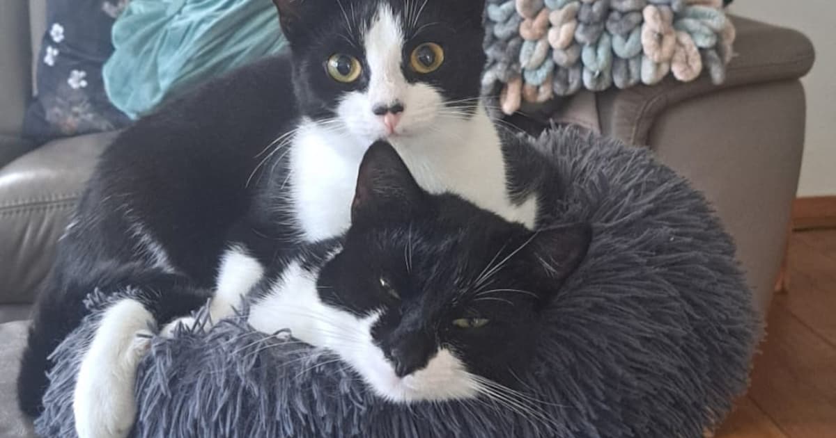 Heb jij Mollie gezien? Dit huisdier wordt in Borger-Odoorn vermist