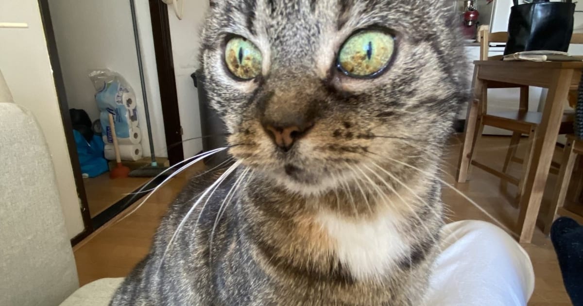Heb jij Spooky gezien? Dit huisdier wordt in Zeist vermist