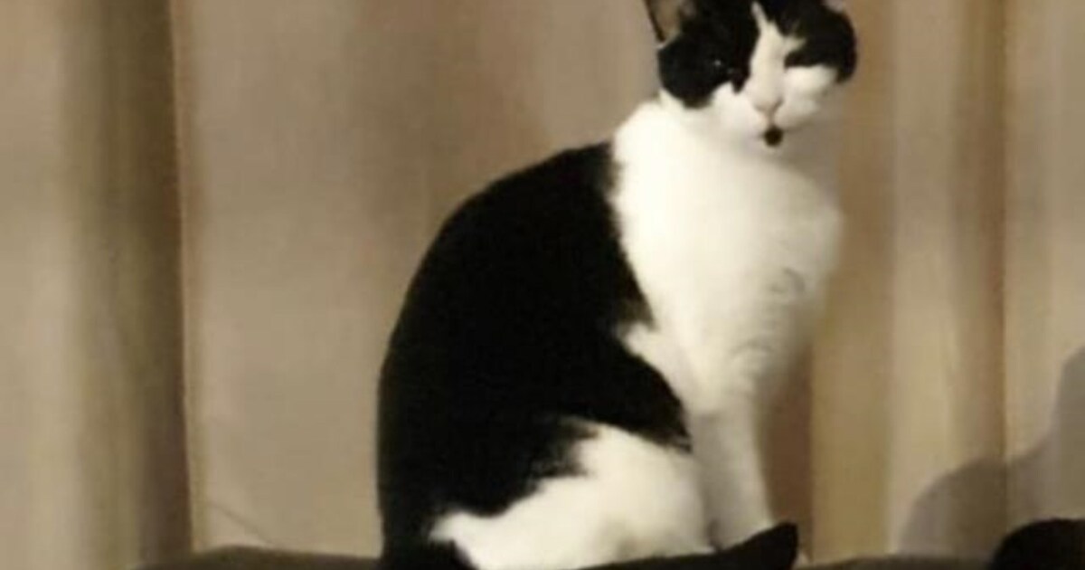 Heb jij Moos, Cooper of Django gezien? Deze acht huisdieren worden in Middelburg vermist