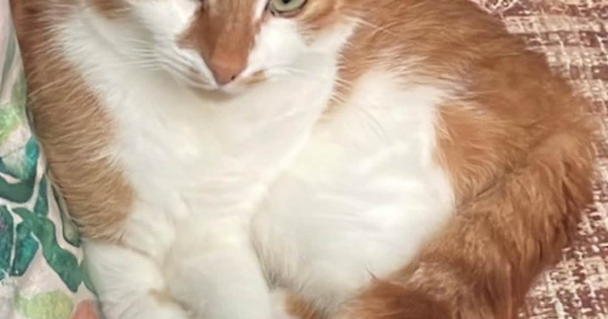 Heb jij Pip, Nana of Mica gezien? Deze vijf huisdieren worden in Dijk en Waard vermist