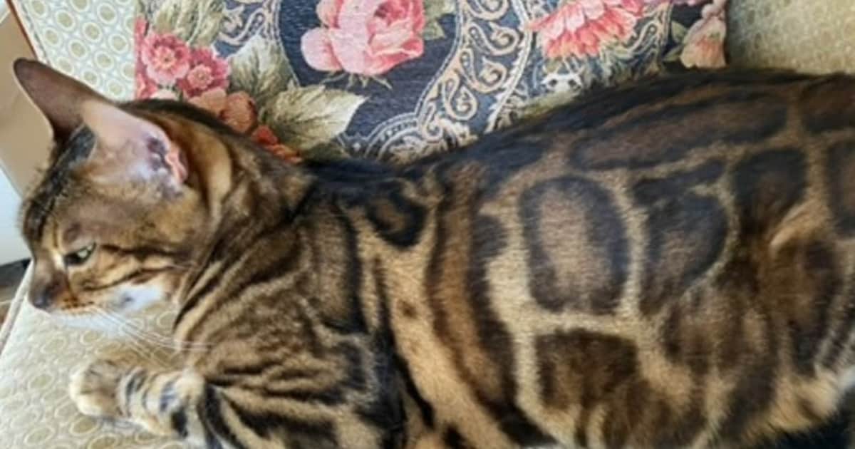 Heb jij Sweety gezien? Dit huisdier wordt in Bloemendaal vermist