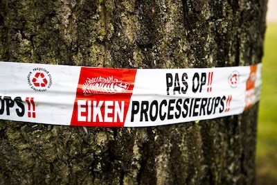 Processierups in Hof van Twente leek verslagen, maar slaat nu terug