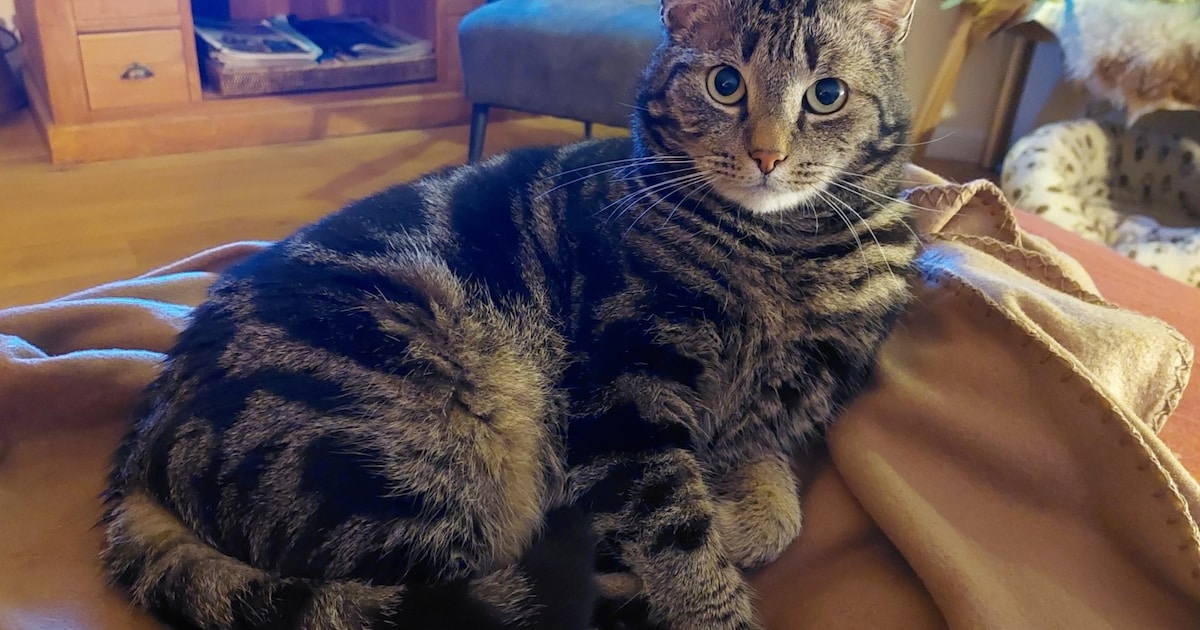 Heb jij Karel gezien? Dit huisdier wordt in Velsen vermist