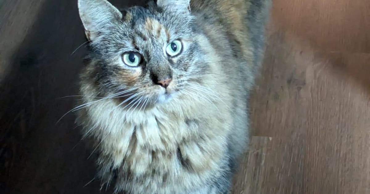 Heb jij Flux gezien? Dit huisdier wordt in Leidschendam-Voorburg vermist