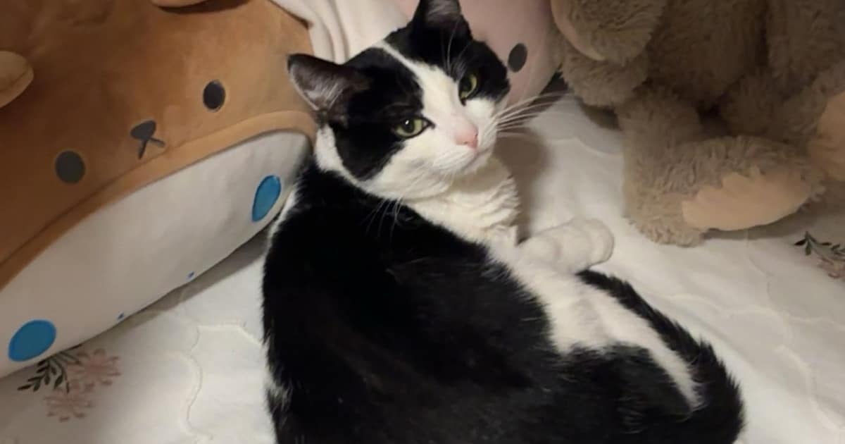 Heb jij Minnos gezien? Dit huisdier wordt in Soest vermist