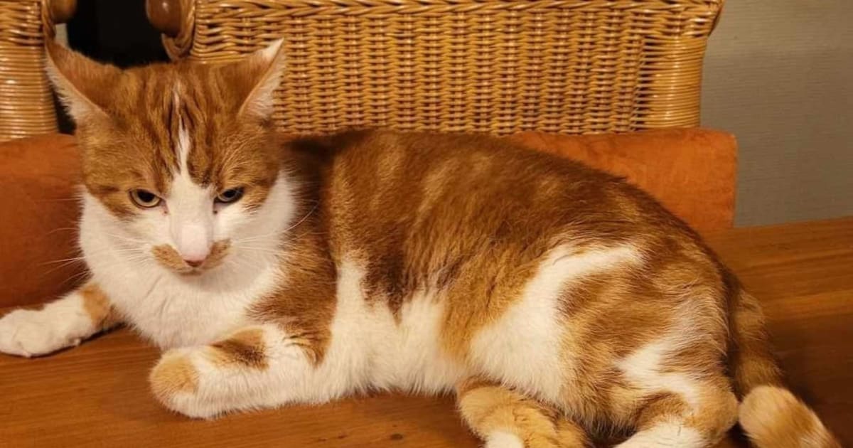 Heb jij Goose of Streepje gezien? Deze twee huisdieren worden in Midden-Delfland vermist