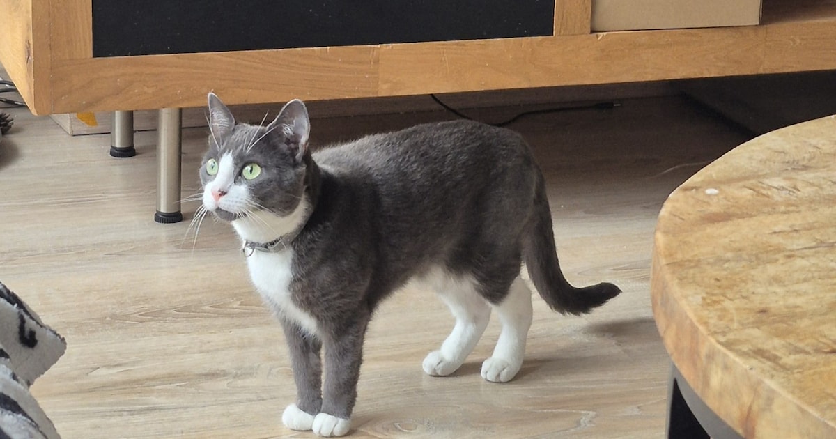 Heb jij Bubbles of Nala gezien? Deze twee huisdieren worden in De Bilt vermist