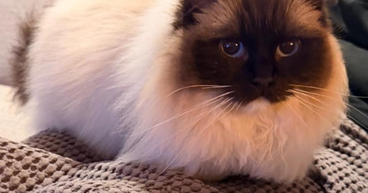 Heb jij Nox of Bella gezien? Deze twee huisdieren worden in Schagen vermist