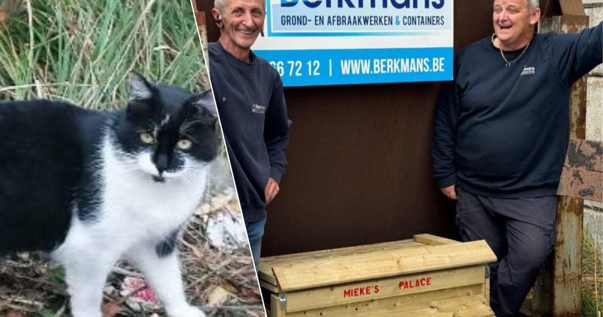 Werknemers bouwen huisje voor zwerfkat Mieke: “Intussen is ze de mascotte van het bedrijf”