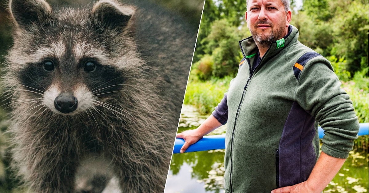 Wasbeer scharrelt rond in magazijn van Albert Heijn: ‘Leuk beestje, maar hij kan hele dierenkolonies
