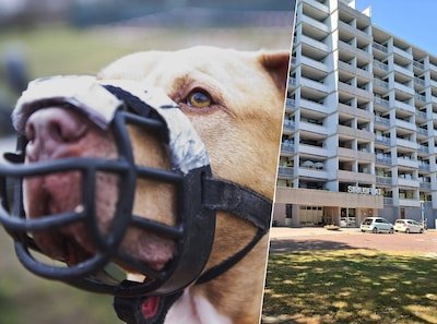 Bewoners durven woning bijna niet uit om hond Max: ‘Hij is de nachtmerrie van de flat’