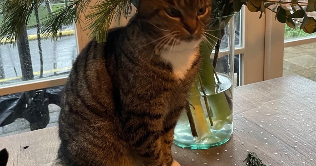 Heb jij Kees gezien? Dit huisdier wordt in Heemskerk vermist