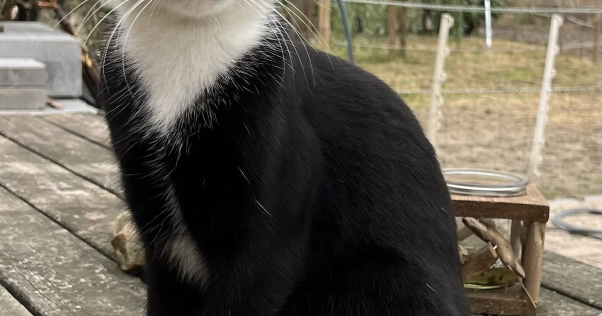Heb jij Kato gezien? Dit huisdier wordt in Nederweert vermist