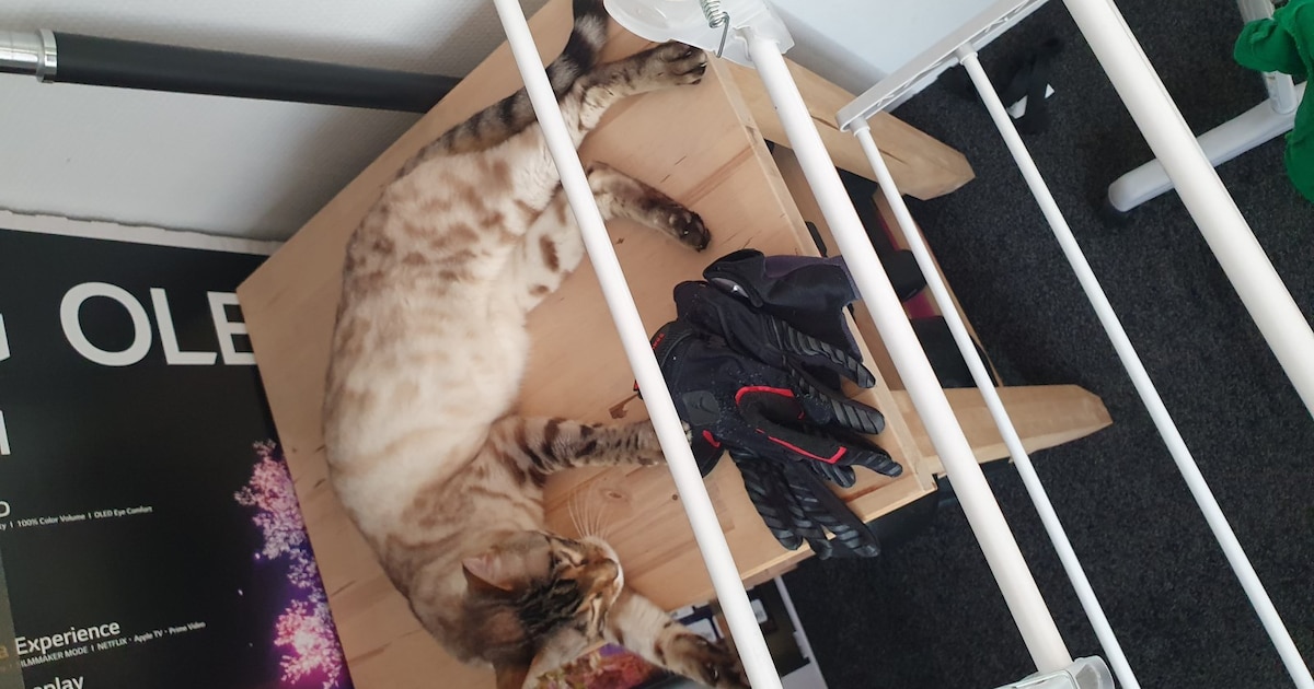 Heb jij Wobbel, Mats of Ziggy gezien? Deze drie huisdieren worden in Opsterland vermist