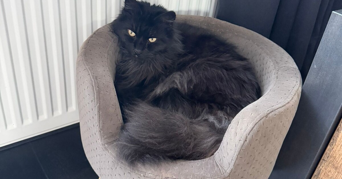 Heb jij Quinthy gezien? Dit huisdier wordt in Hendrik-Ido-Ambacht vermist