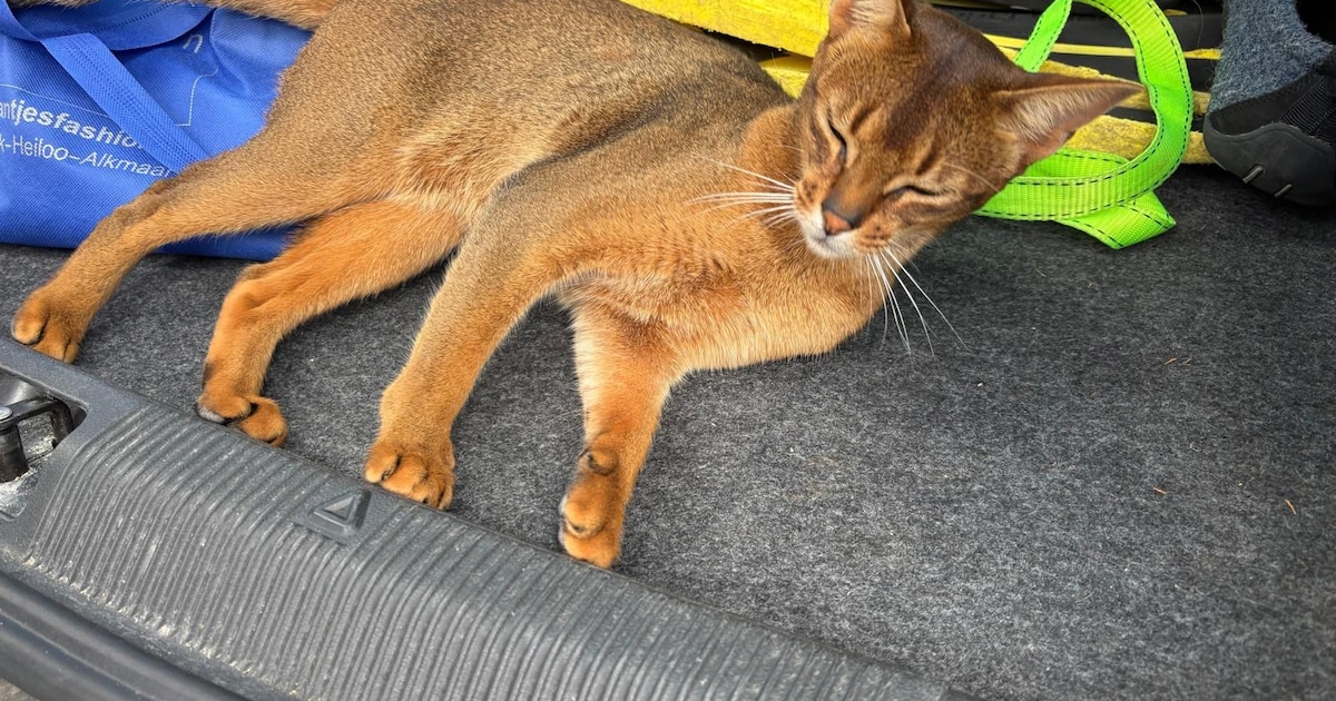Heb jij Boefie gezien? Dit huisdier wordt in Maassluis vermist