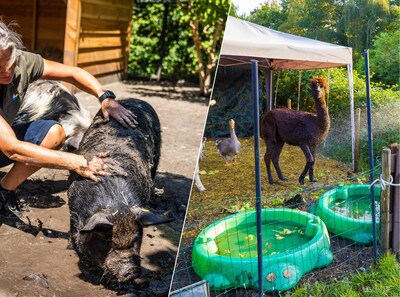 Hitteplan op kinderboerderijen: alpaca’s onder de douche en varkens aan de watermeloen