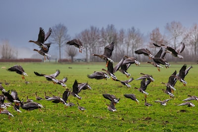 Grauwe gans vrat buik rond voor 46 miljoen aan gras en bloemkool, ook wolf zorgt voor meer schade