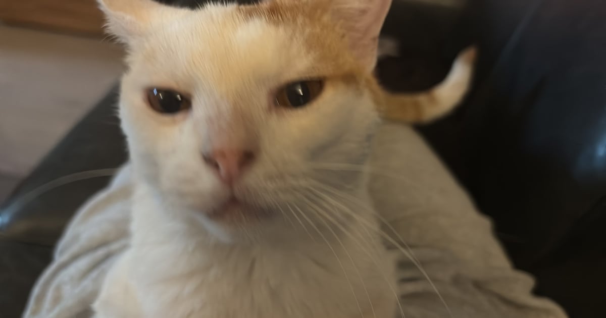 Heb jij Koekie gezien? Dit huisdier wordt in Borsele vermist