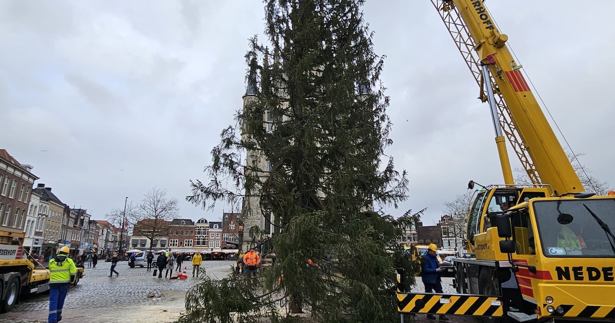 Spannend! De kerstboom is weer onderweg van Noorwegen naar Gouda