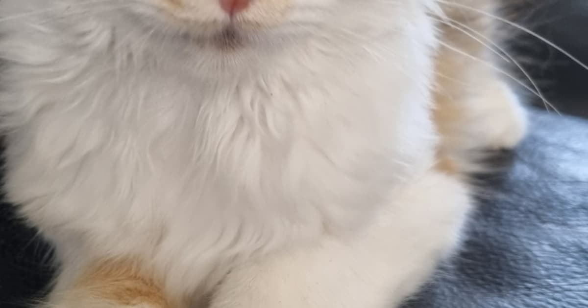 Heb jij Nayla, Chaz of Maya gezien? Deze zes huisdieren worden in Smallingerland vermist