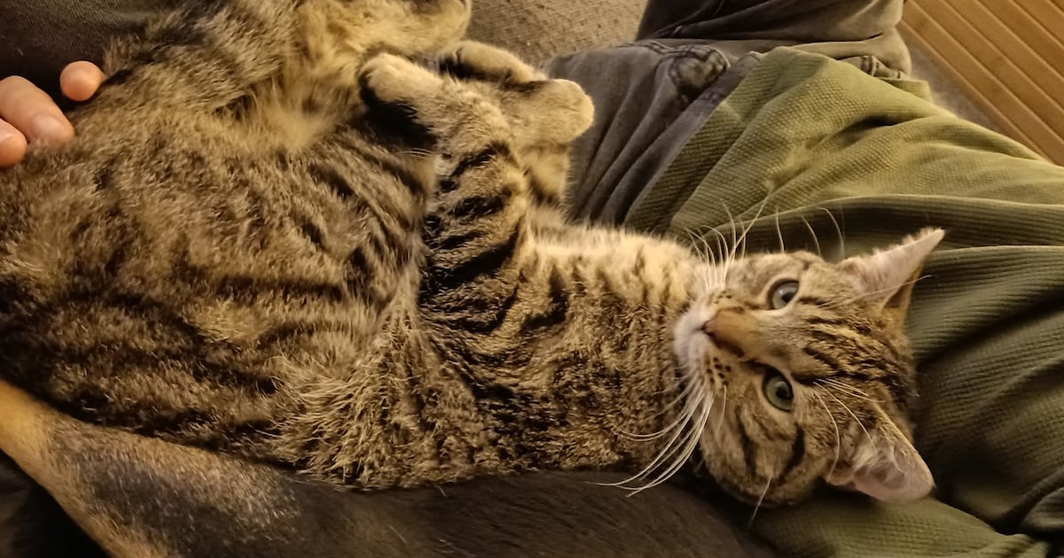 Heb jij Feyre gezien? Dit huisdier wordt in Brunssum vermist