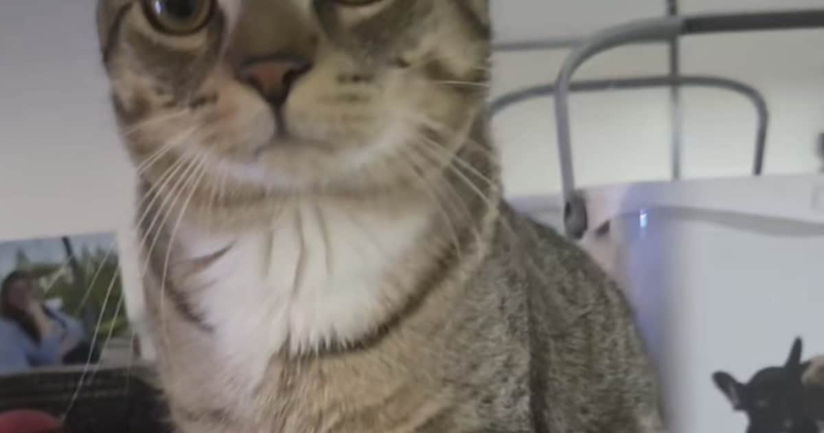 Heb jij Simba gezien? Dit huisdier wordt in Roermond vermist