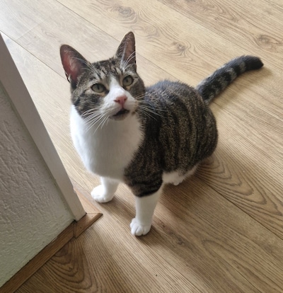 Heb jij Sunny of Vezir gezien? Deze twee huisdieren worden in Delft vermist