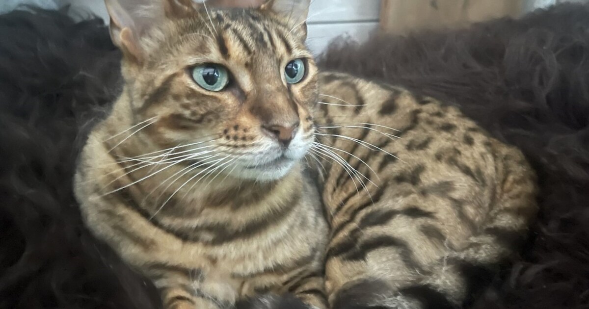 Heb jij Woezel gezien? Dit huisdier wordt in Weststellingwerf vermist
