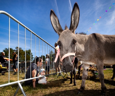Ezeltjesdag keert voor 41ste keer terug naar Nuenen
