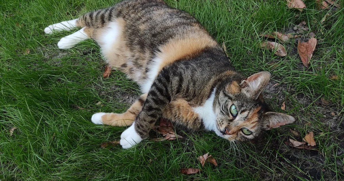 Heb jij Droppie of Kiki gezien? Deze twee huisdieren worden in Stadskanaal vermist