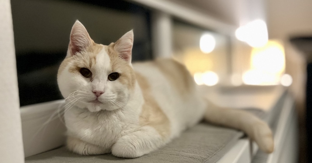 Heb jij Zoro of Snowy gezien? Deze twee huisdieren worden in Dantumadiel vermist
