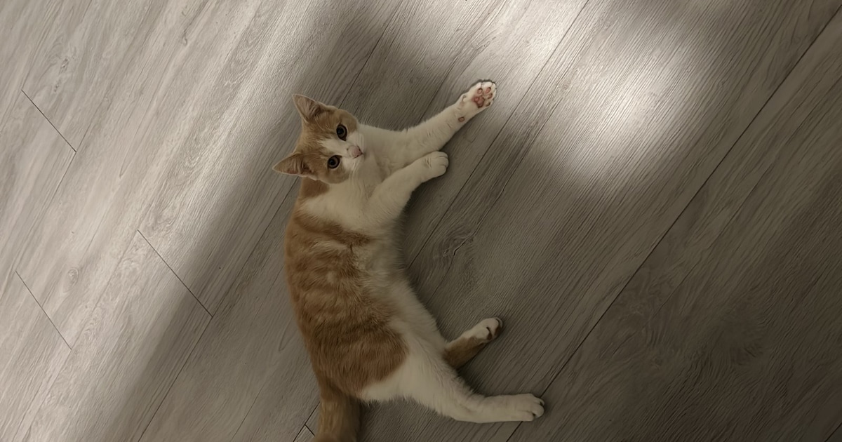 Heb jij Bella gezien? Dit huisdier wordt in Stede Broec vermist