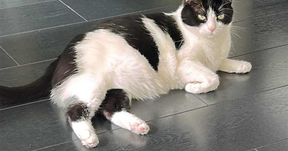Heb jij Lola of Ziggy gezien? Deze twee huisdieren worden in Katwijk vermist