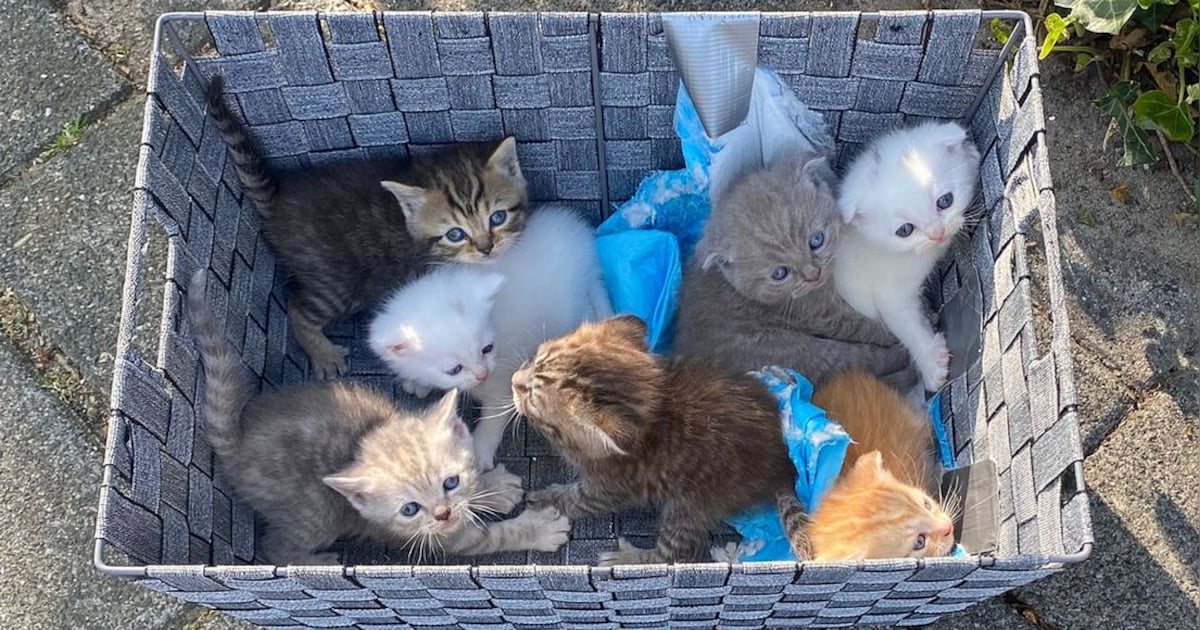 Zeven illegaal gefokte kittens gedumpt in bosjes: ‘Had van alles kunnen gebeuren’