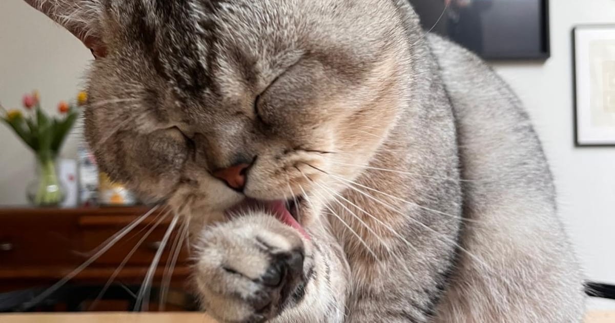 Heb jij Spooky gezien? Dit huisdier wordt in Bloemendaal vermist