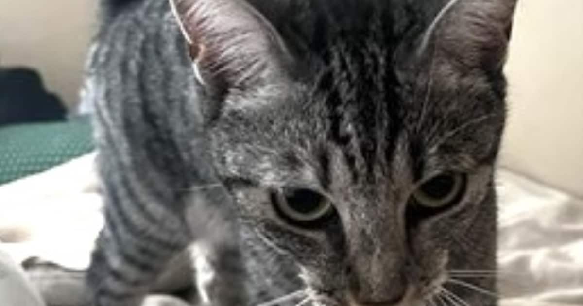 Heb jij Tijger of Alaska gezien? Deze twee huisdieren worden in Roermond vermist