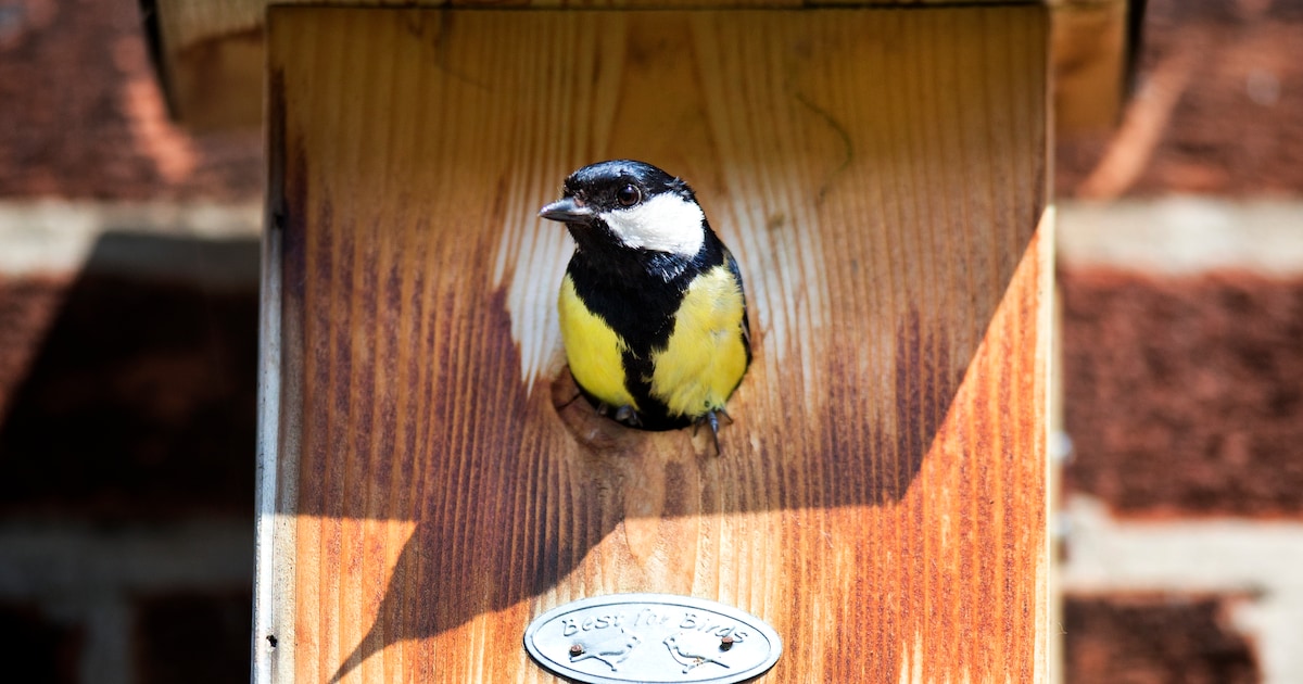 Hoorn zoekt gevels voor gratis nestkasten voor vogels en vleermuizen