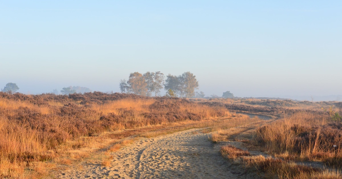 Word gastvrouw of gastheer van Grenspark Kalmthoutse Heide en deel je expertise met bezoekers
