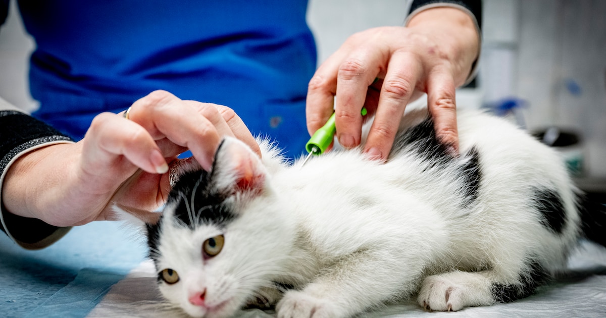 Gratis chipactie voor katten in Maastricht