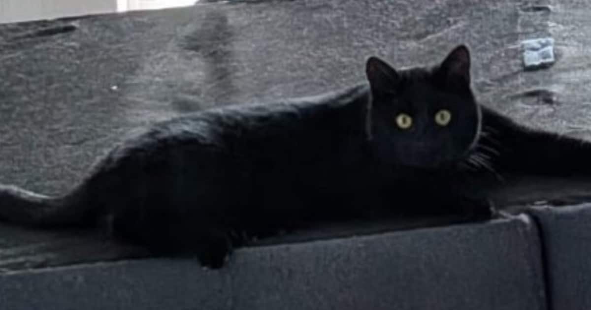 Heb jij DD of Jax gezien? Deze twee huisdieren worden in Haaksbergen vermist