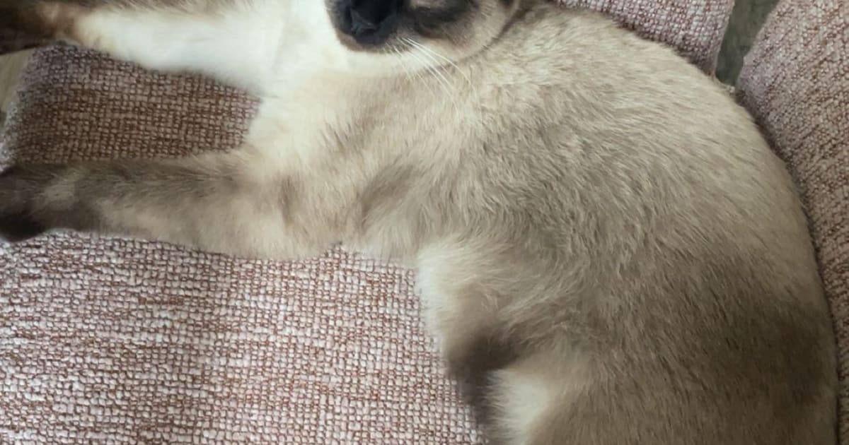 Heb jij Yip gezien? Dit huisdier wordt in Staphorst vermist