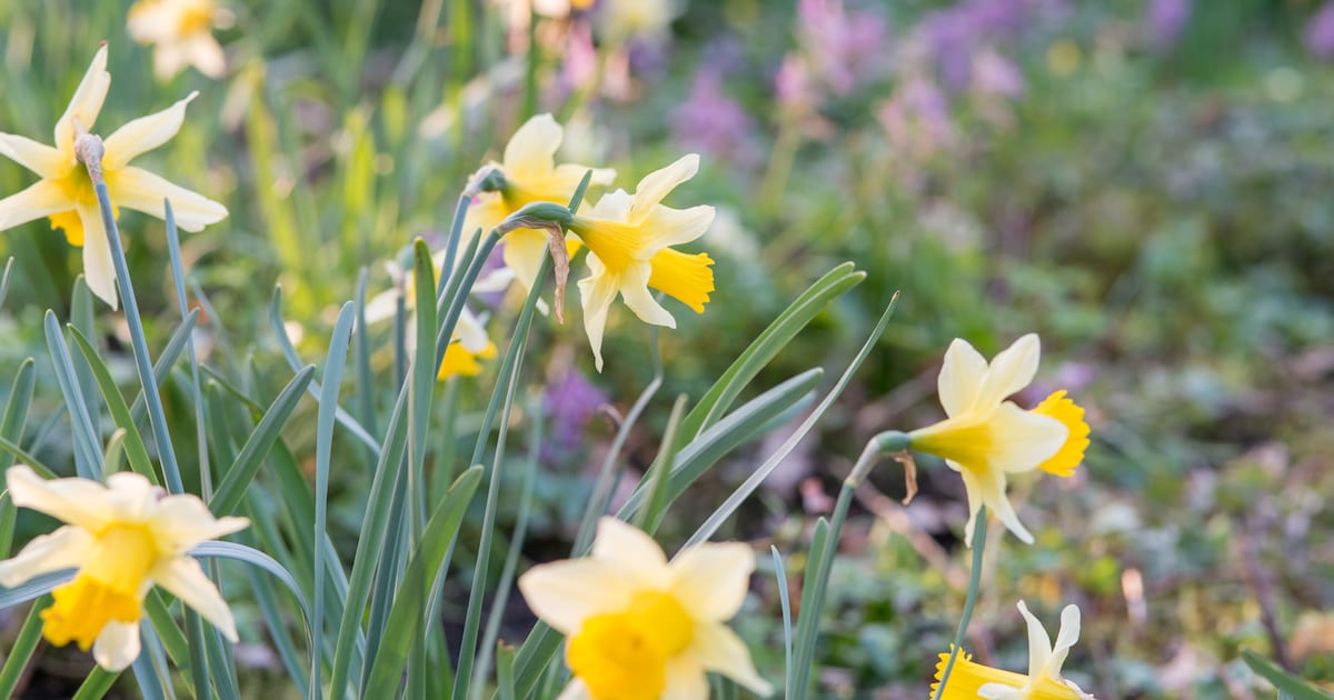 Stinzenexcursie door het Gouwebos in Boskoop: wandelen langs krokussen en narcissen