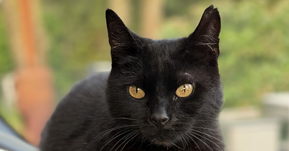 Heb jij Poes gezien? Dit huisdier wordt in Dantumadiel vermist