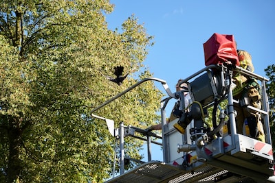 Vogel bungelt aan visdraad in boom in Oosterhout, brandweer bevrijdt dier met hoogwerker