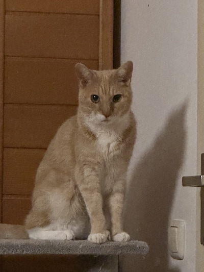 Heb jij Boe gezien? Dit huisdier wordt in Wijchen vermist