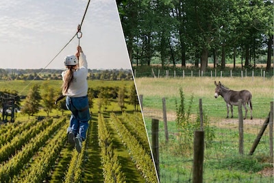 Wat te doen in Limburg deze week: van ziplinen boven wijnranken tot paddenstoelen zoeken