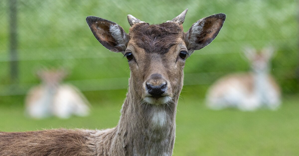 Van dreigende sluiting naar nieuw begin: hertenkamp ‘s-Heerenhoek over in handen van René en Elina