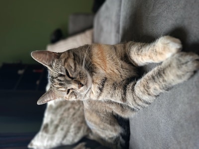 Heb jij Rico, Coco of Kirby gezien? Deze zeven huisdieren worden in Zwolle vermist