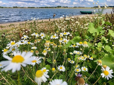Watercafé Nijmegen over biodiversiteit in bermen en sloten van waterschap